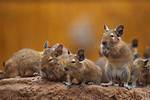 Exploring the World of Some Rodent Pets Crossword