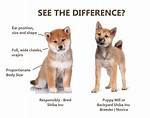 How Much Does a Shiba Inu Puppy Cost